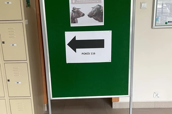 grafika ilustracyjna